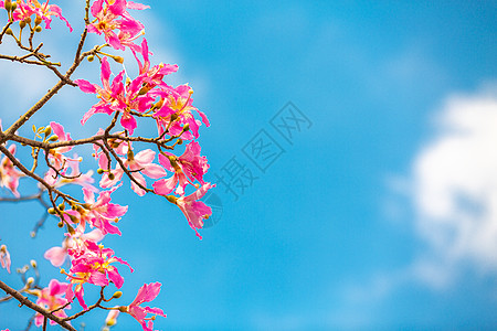 紫荆花春天花朵异木棉花背景