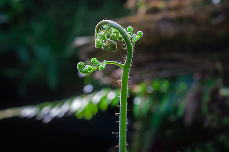 立春雨水刚发芽的蕨类植物背景