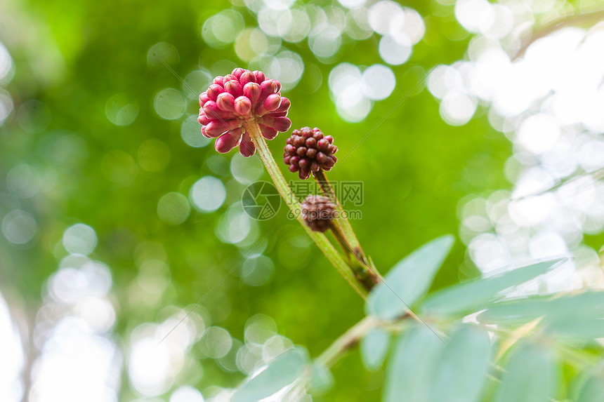 朱缨花蕊图片