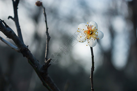 梅花背景图片