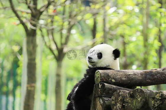 小熊猫玩耍图片