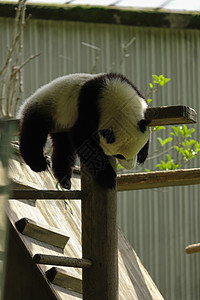 小熊猫玩耍图片