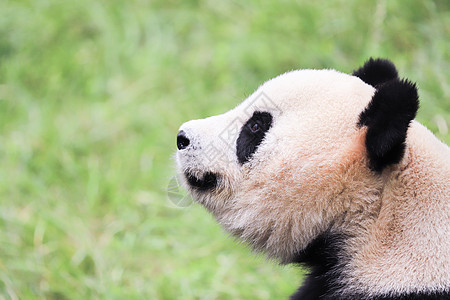 小熊猫玩耍图片
