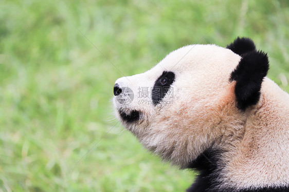 小熊猫玩耍图片