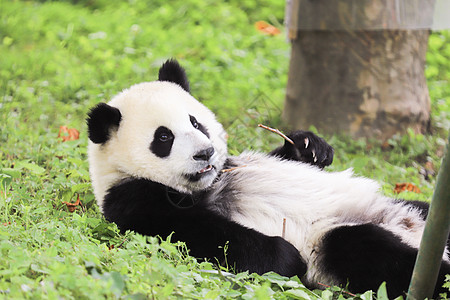 保护野生动物小熊猫玩耍背景