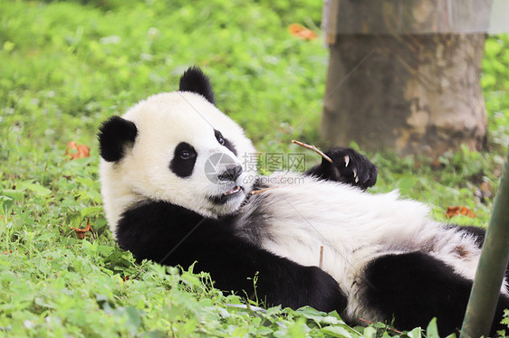 小熊猫玩耍图片