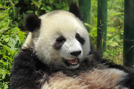 小熊猫玩耍图片