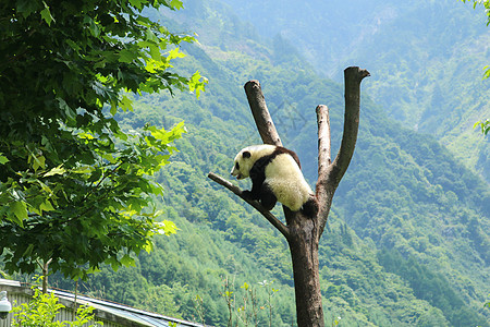 小熊猫玩耍图片