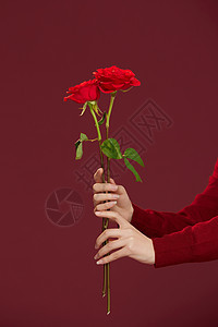 女性手捧两束玫瑰花特写图片