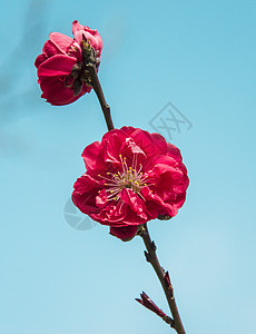 枝头上的红色梅花背景图片