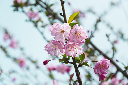 春天开满肢体的樱花图片