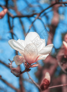 树枝上的玉兰花高清图片