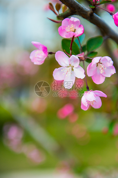 ‘~初春粉色海棠花  ~’ 的图片
