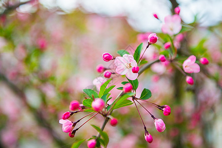 初春粉色海棠花图片