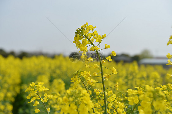 郊区油菜花田图片