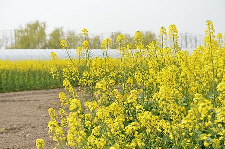 郊区油菜花田图片