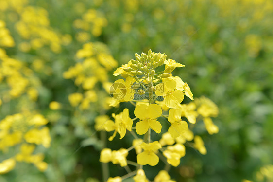 郊区油菜花田图片