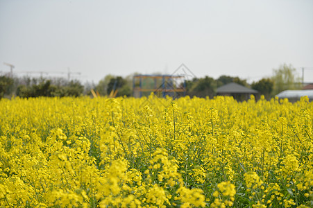 郊区油菜花田图片