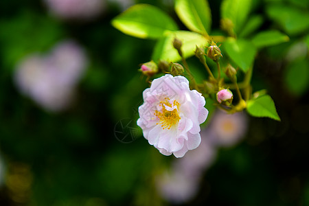 盛开的蔷薇背景图片