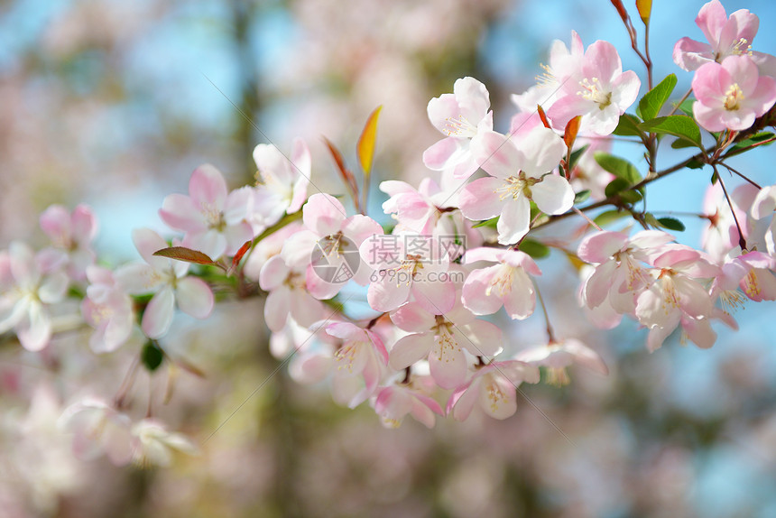 ‘~樱花特写  ~’ 的图片