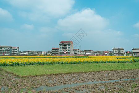 春天油菜花地图片