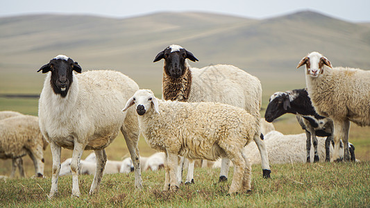 呼伦贝尔大草原的绵羊图片