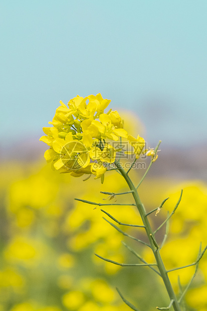 油菜花图片