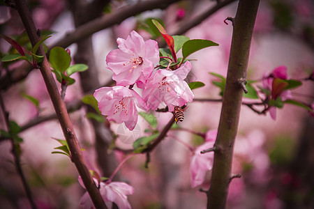春天开满枝头的樱花图片