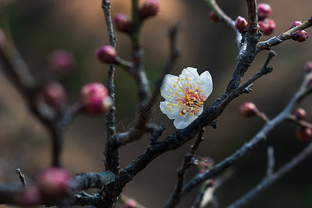 梅花图片