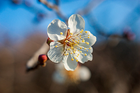 梅花图片