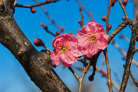 梅花背景