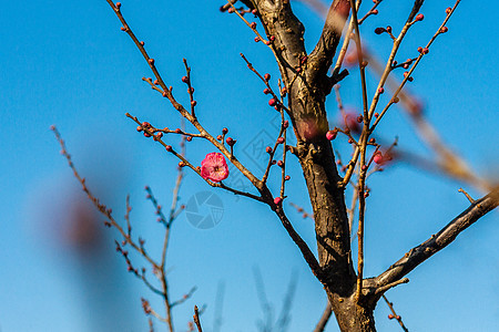 梅花图片