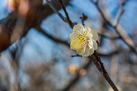 冬季植物梅花背景