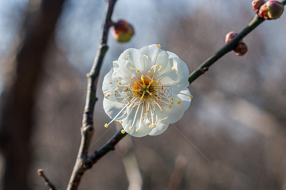 梅花图片