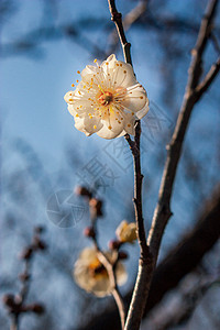 梅花图片