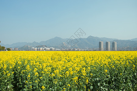 春天盛开的油菜花图片