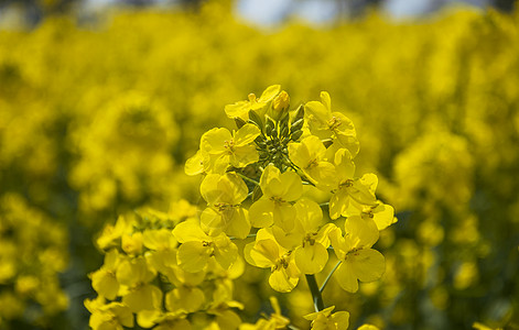 金色彩带春天盛开的油菜花背景