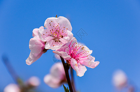 桃花背景图片