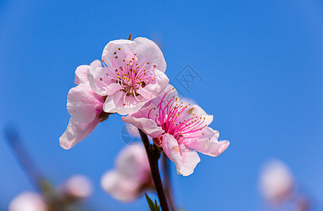 桃花图片