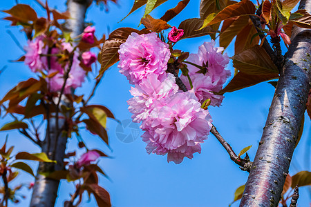 樱花图片