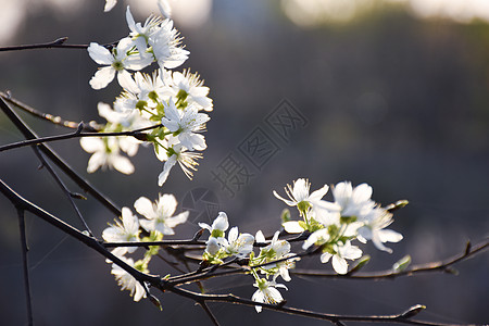 白樱花图片