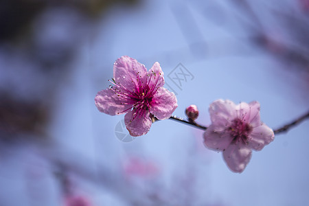    春天盛开的桃花背景图片