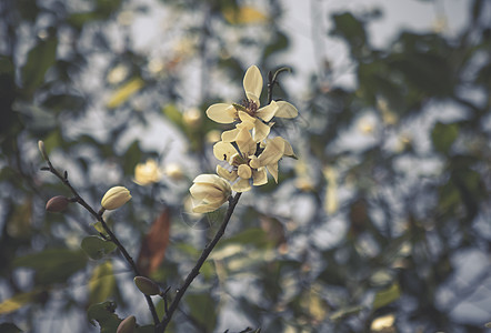 花蕊特写春天盛开的含笑花背景