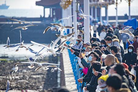 大海海鸥海鸥与人亲密接触背景