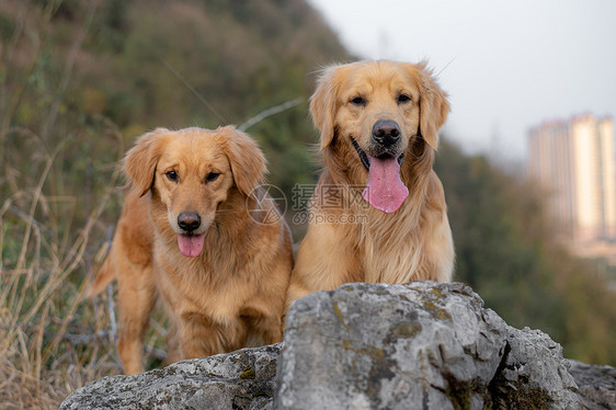 宠物狗狗金毛寻回猎犬户外摄影图片图片