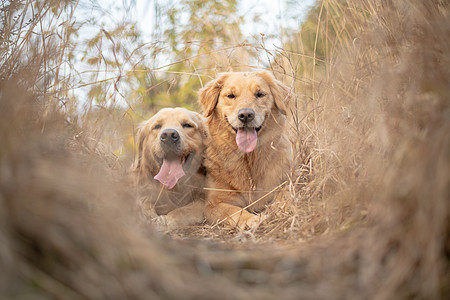 金毛幼犬宠物狗狗金毛寻回猎犬户外摄影图片背景