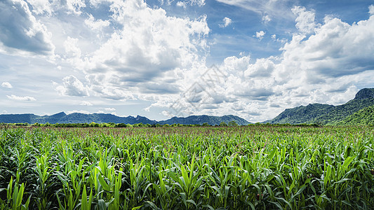 泰国郊外的田野背景图片