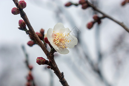 梅花图片