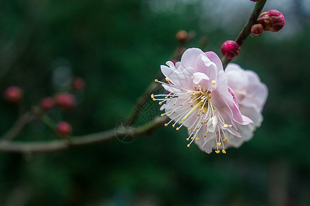 梅花图片