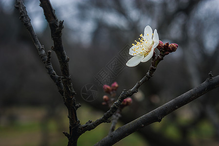 梅花背景图片